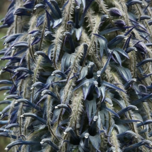 LOBELIA WOLLASTONII